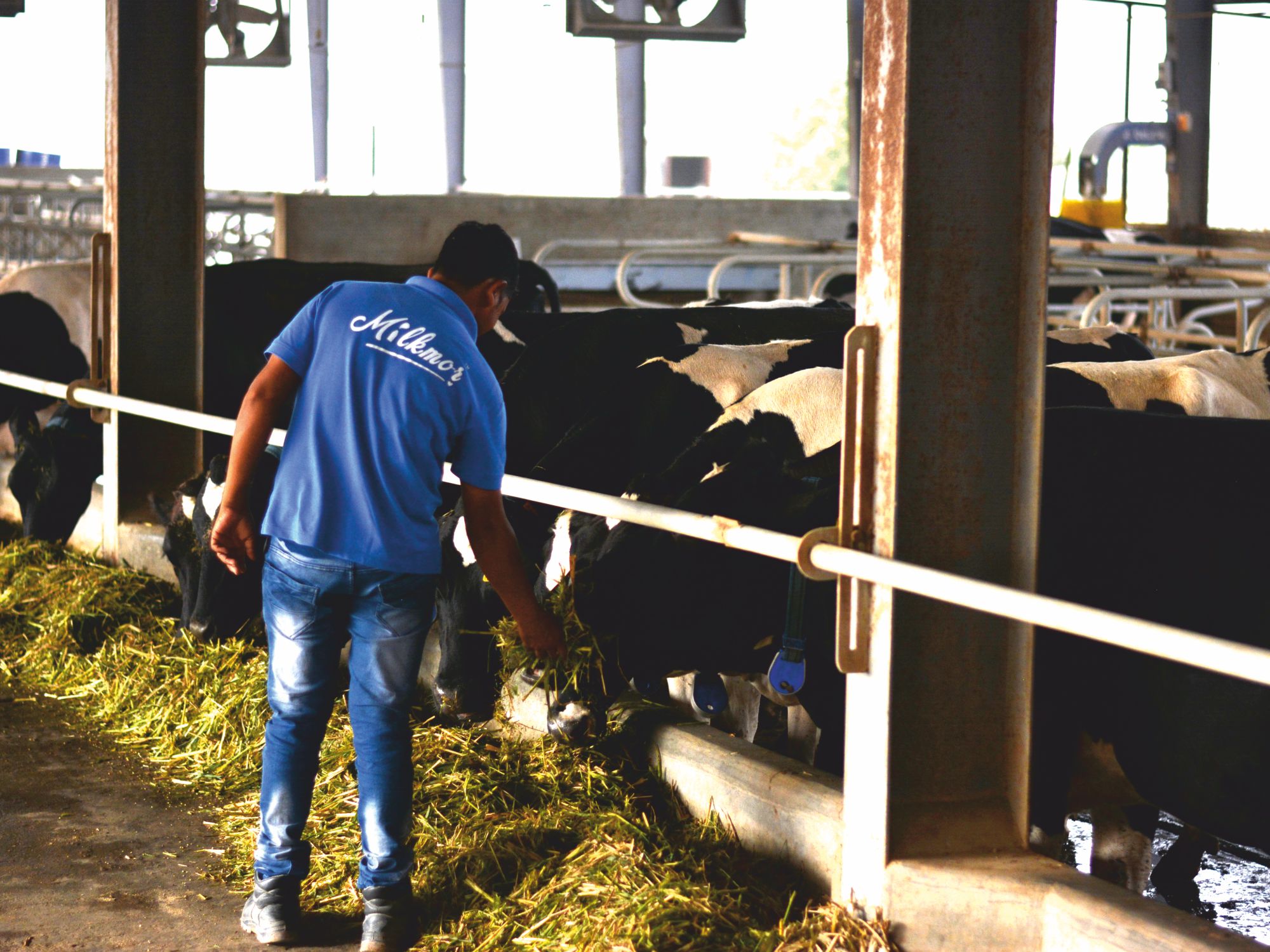 milkmor farm fresh story, gir cow, milkmor