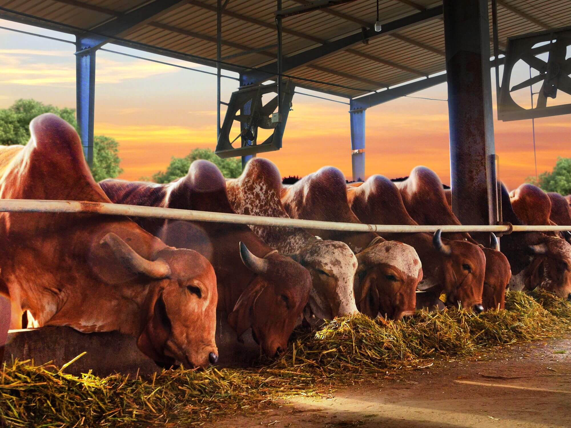 healthy cows, pure and organic cows, premium farm fresh cow milk, astha dairy farm