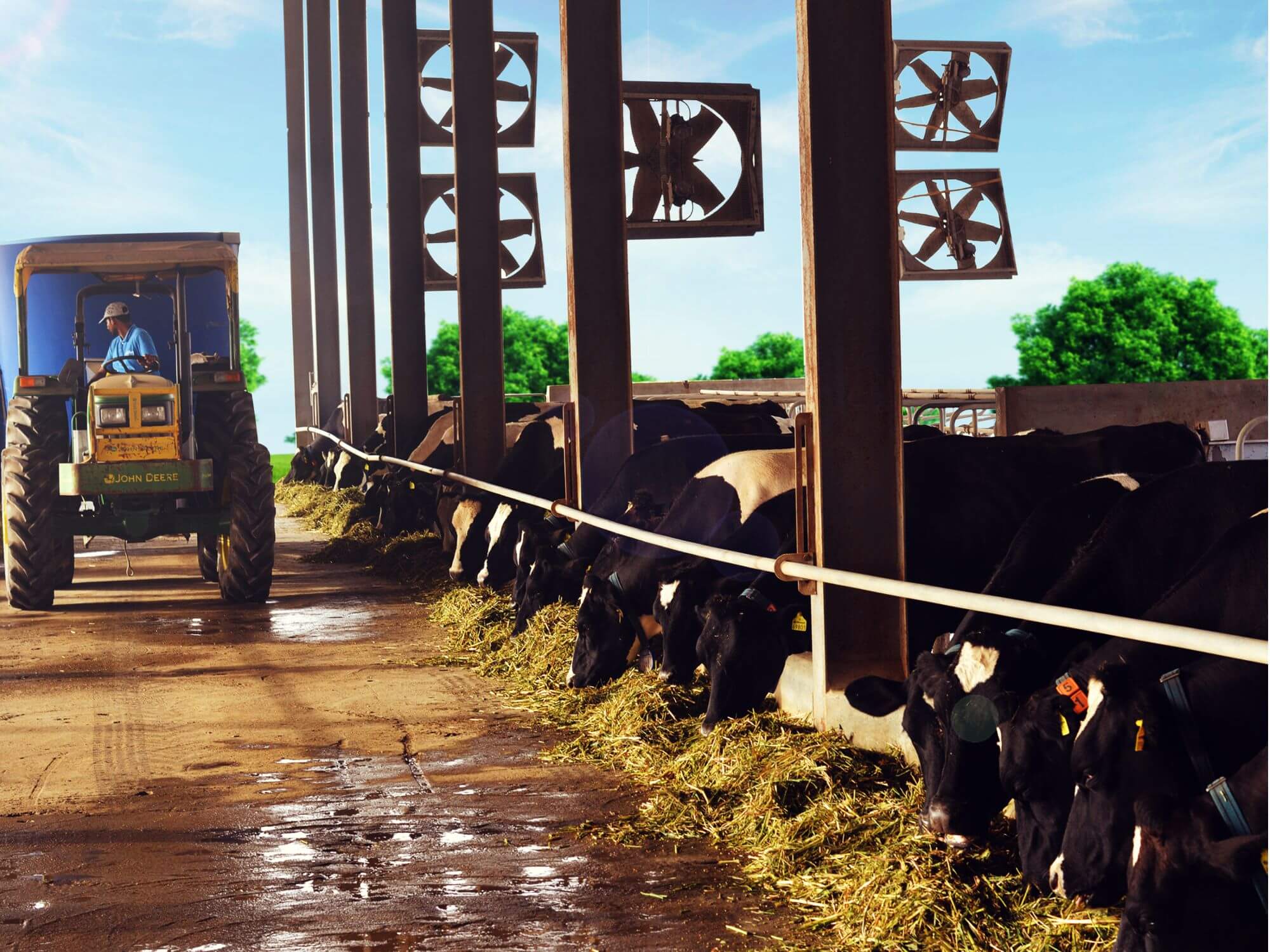 white farming, best quality milk, astha dairy farm